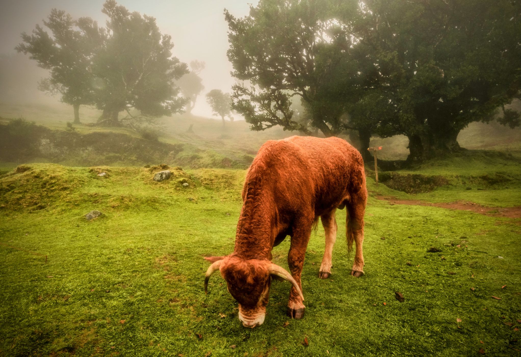 Fog Forest Fanal, Madeira, Portugal