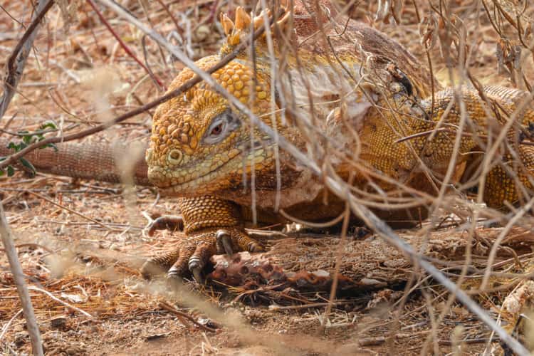 Galapagos land Iguana
