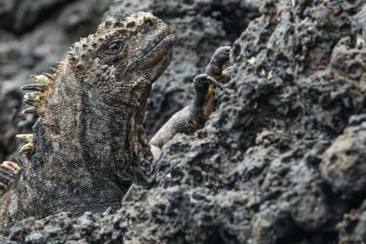 Galápagos marine iguana