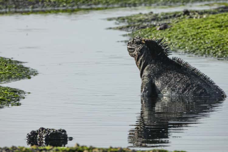 Galápagos marine iguana