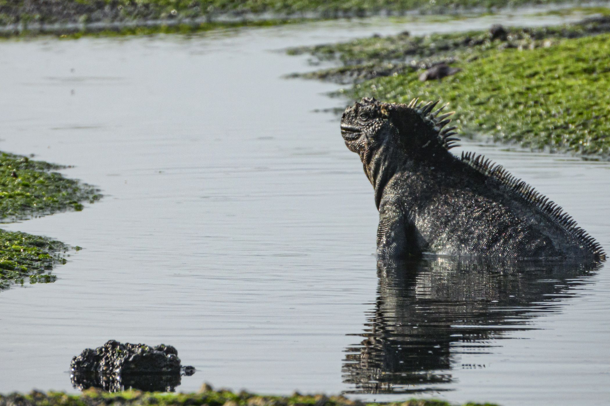 Galápagos marine iguana, Ecuador