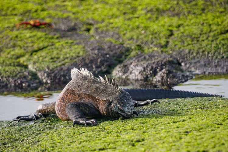Galápagos marine iguana