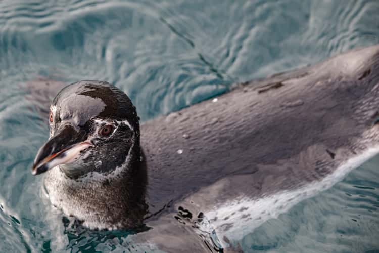 Galapagos pinguin
