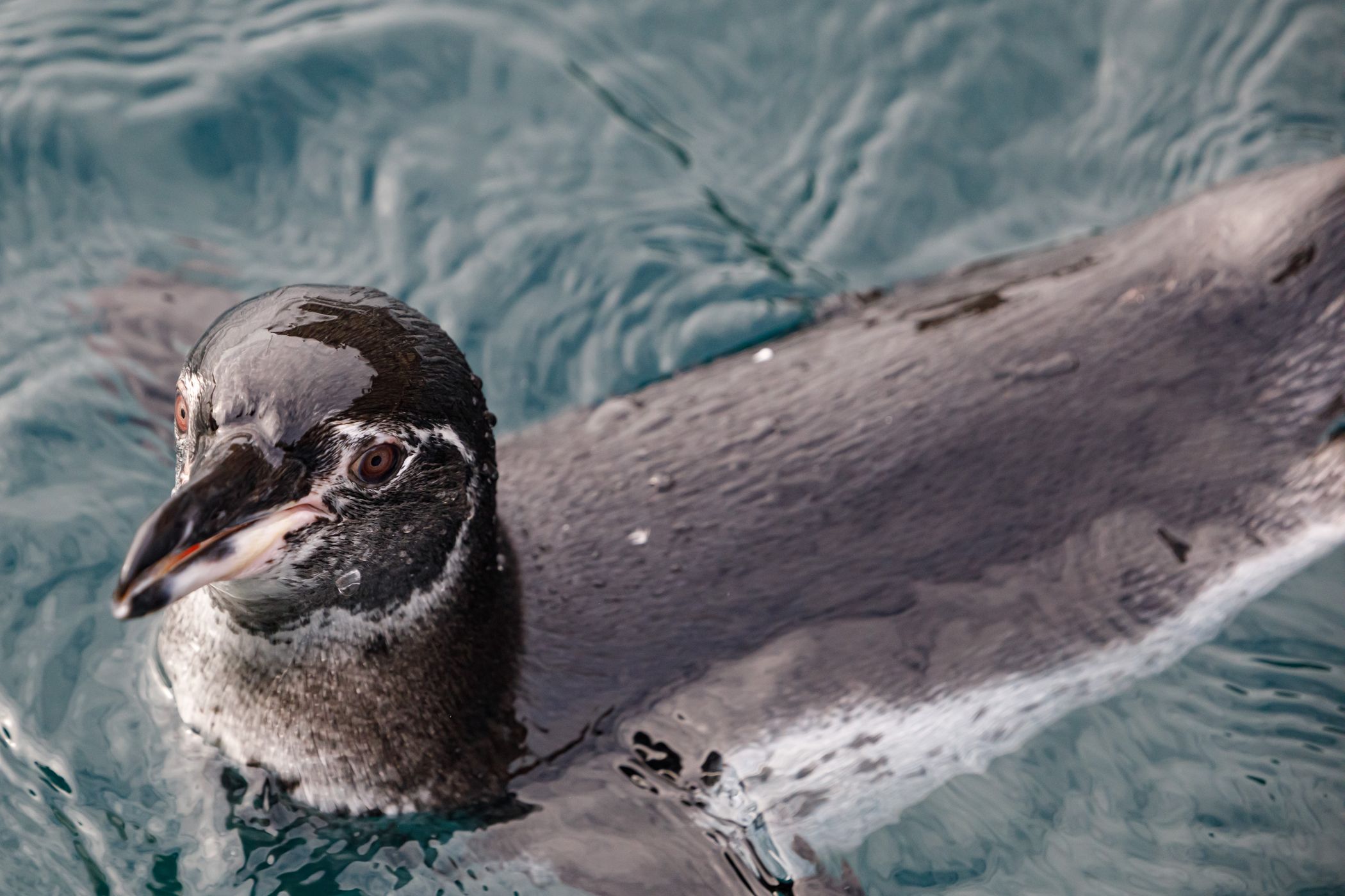 Galapagos pinguin, Ecuador