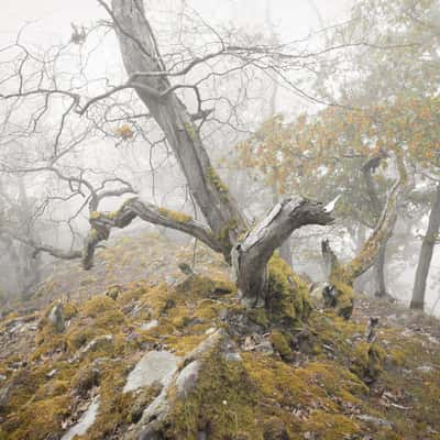 Knorreichensteig, Germany