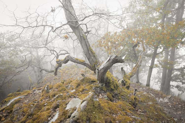 Knorreichensteig