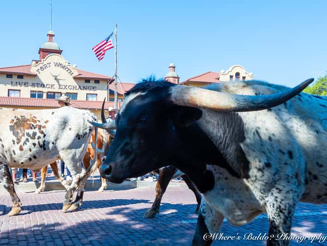 Longhorn Cattledrive in Texas