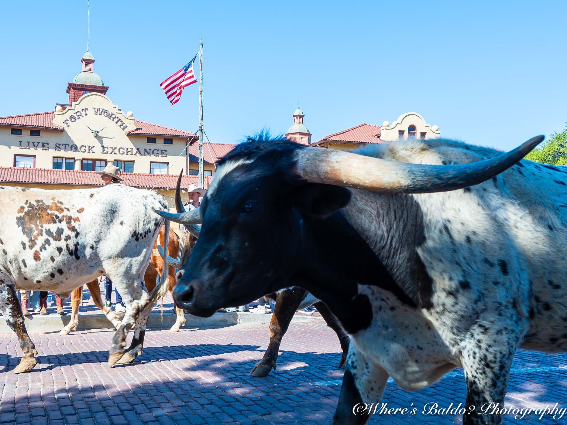 Longhorn Cattledrive in Texas, USA