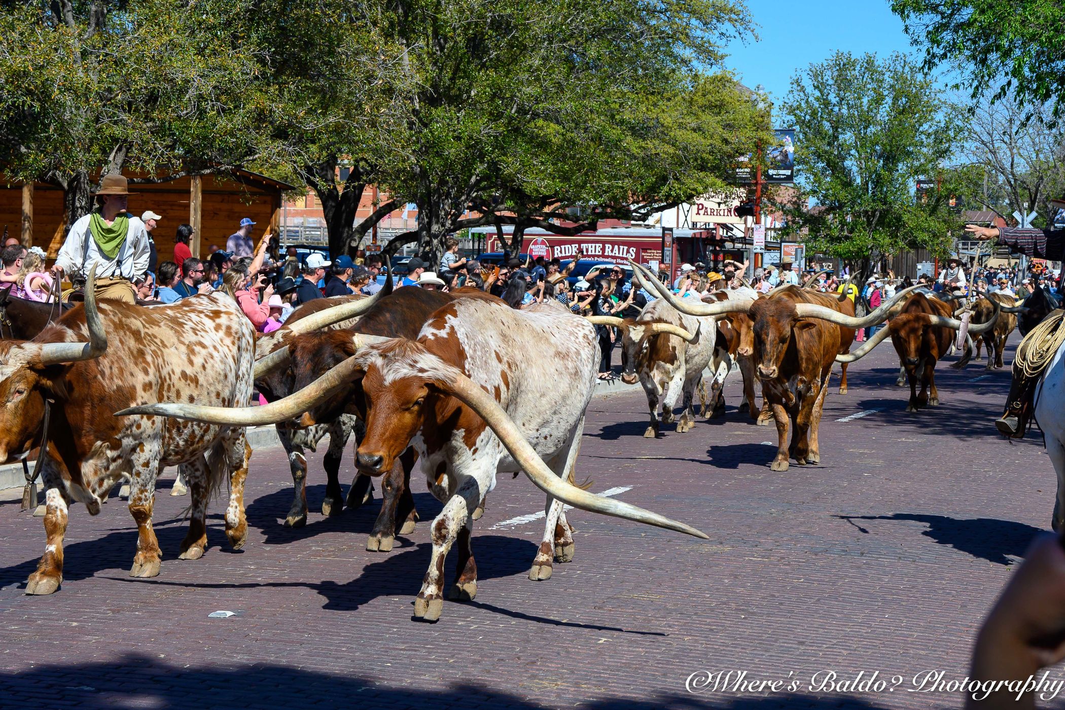 Longhorn Cattledrive in Texas, USA