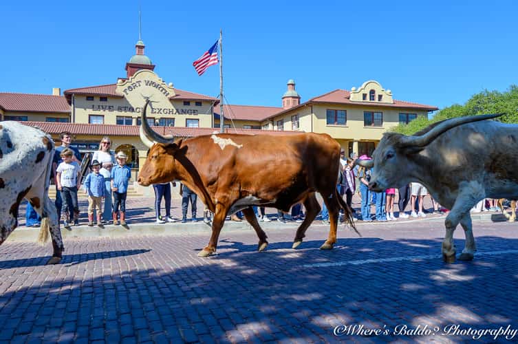 Longhorn Cattledrive in Texas