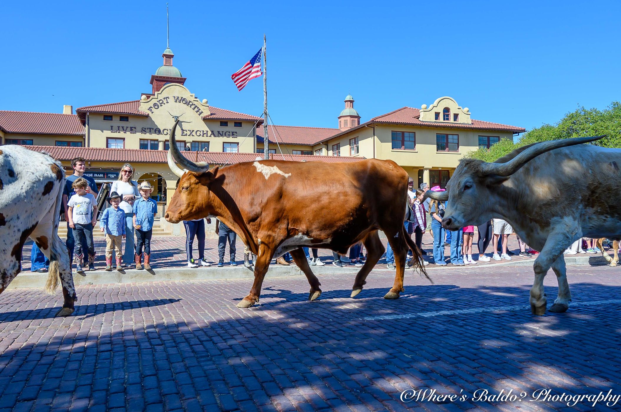 Longhorn Cattledrive in Texas, USA