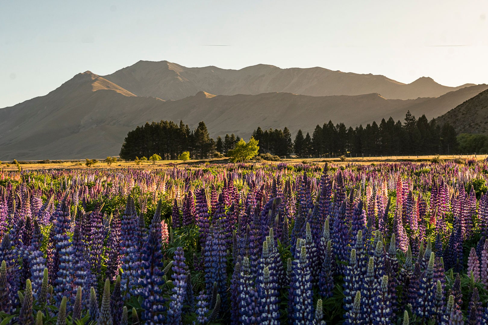 Lupine riverbed near Tekapo, New Zealand