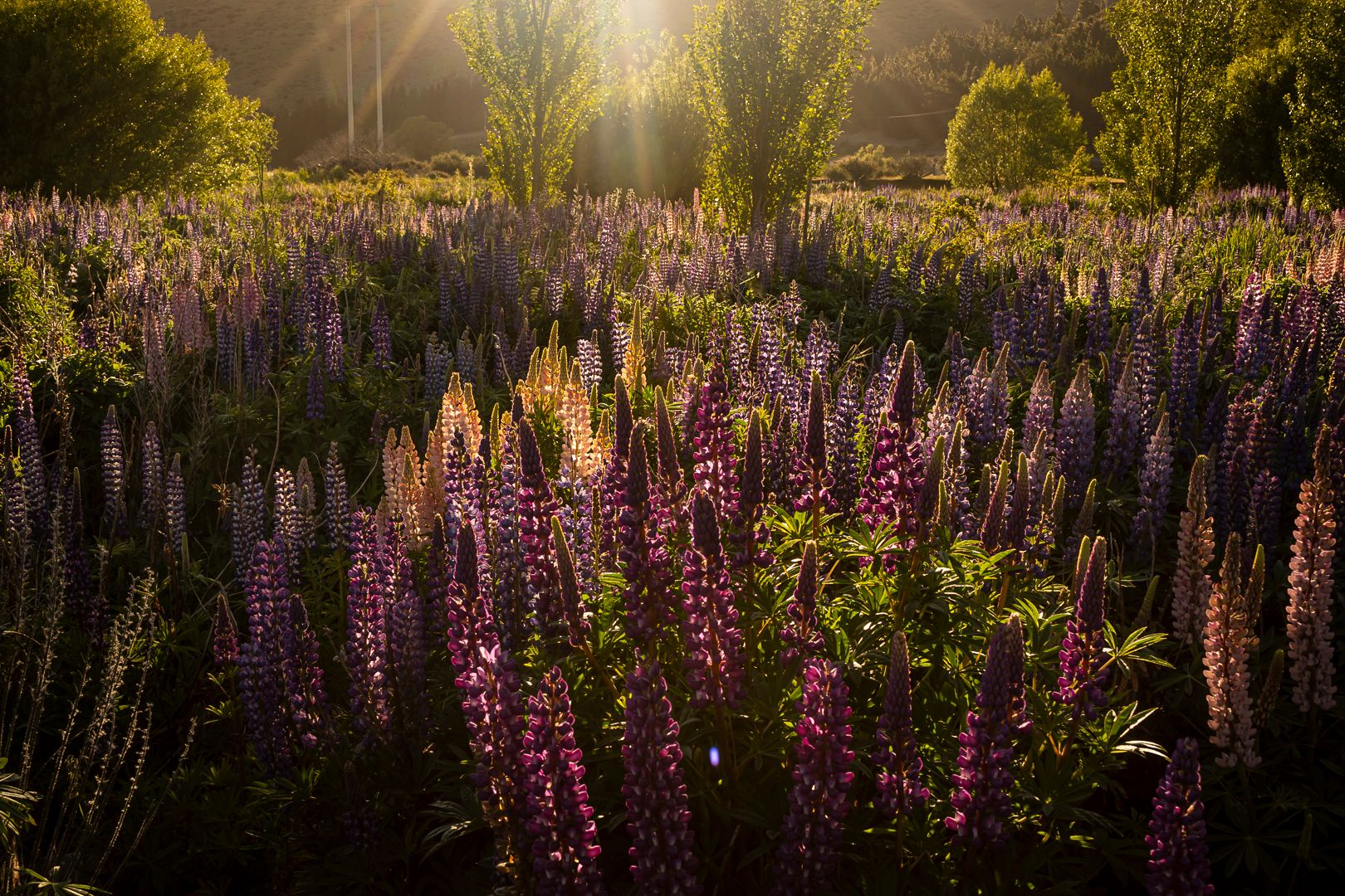 Lupine riverbed near Tekapo, New Zealand