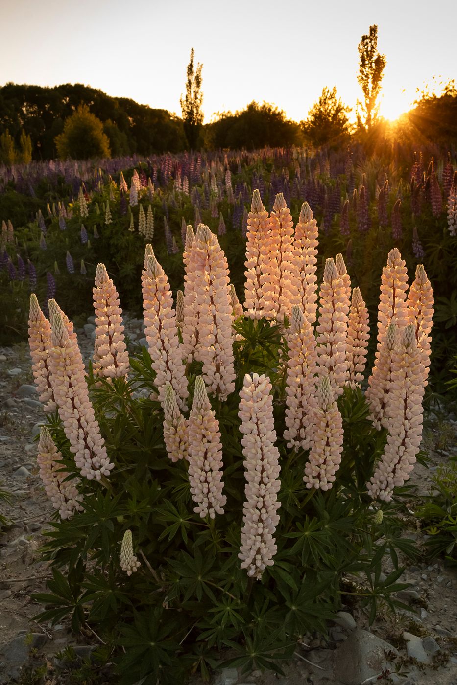 Lupine riverbed near Tekapo, New Zealand