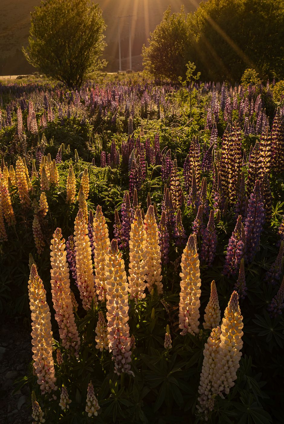Lupine riverbed near Tekapo, New Zealand