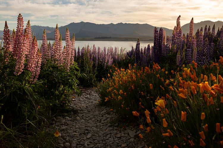 Lupines on the shore of Lake Tekapo, New Zealand