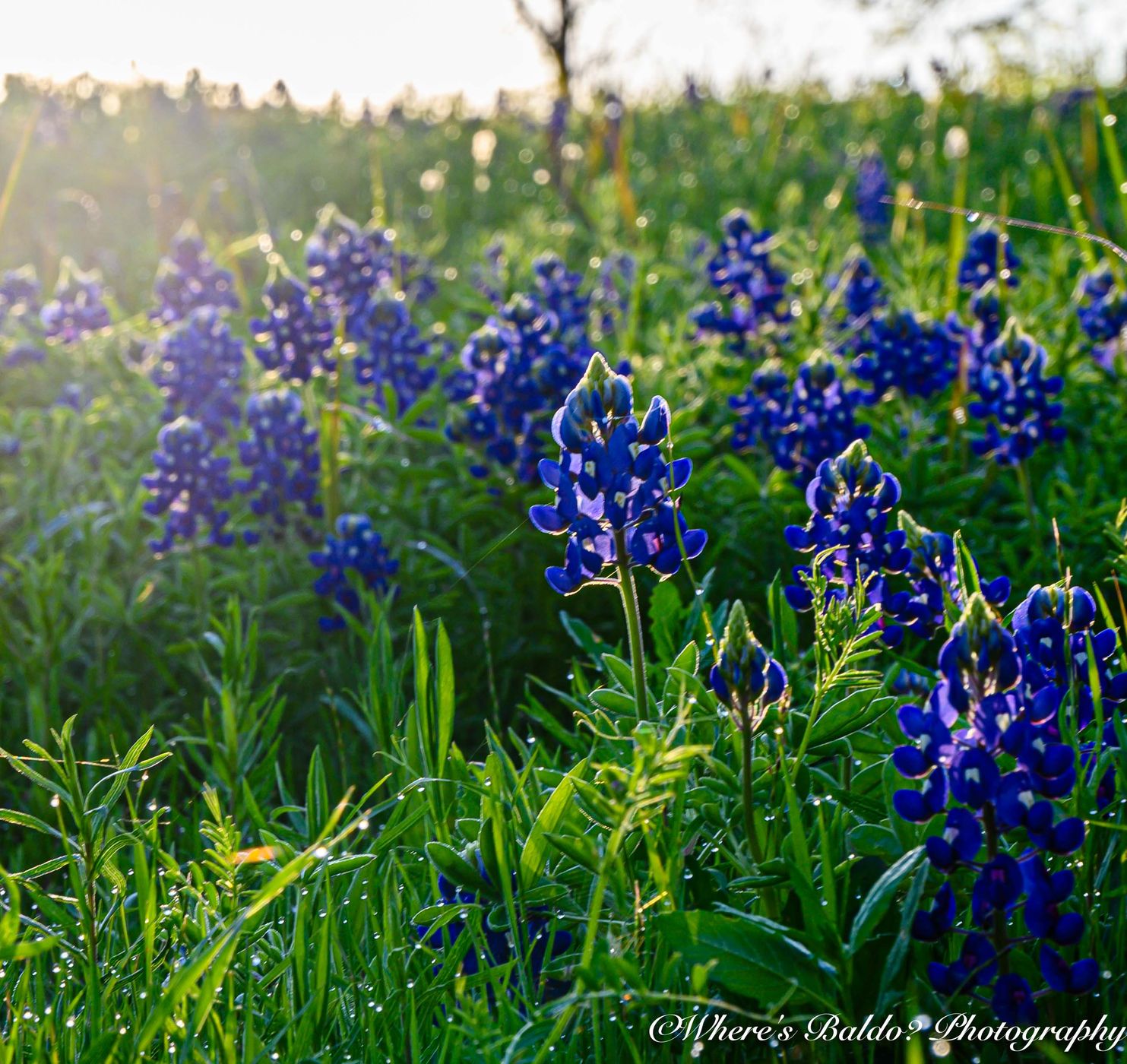 Meadow View Nature Area, USA