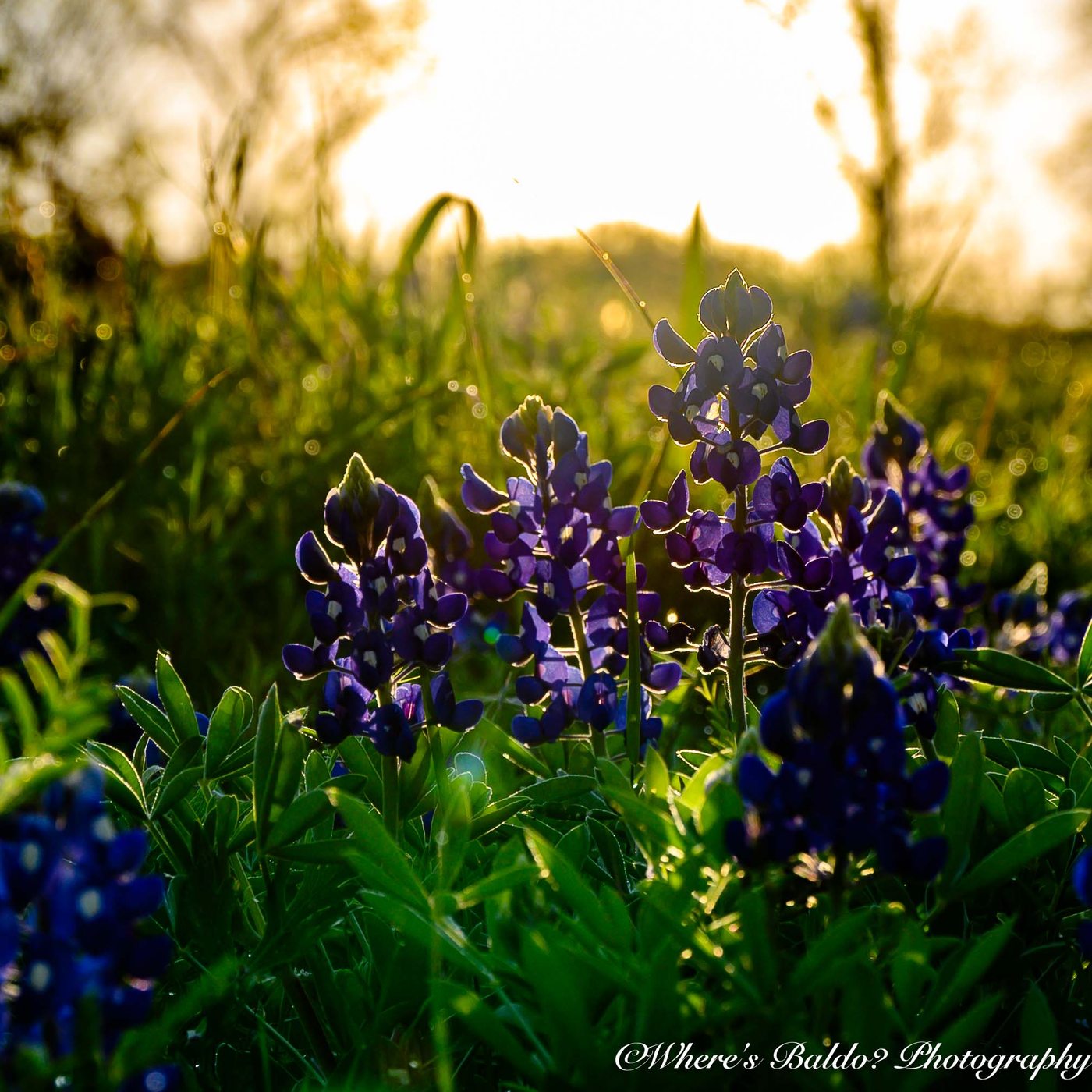 bluebonnet - Top Spots for this Photo Theme