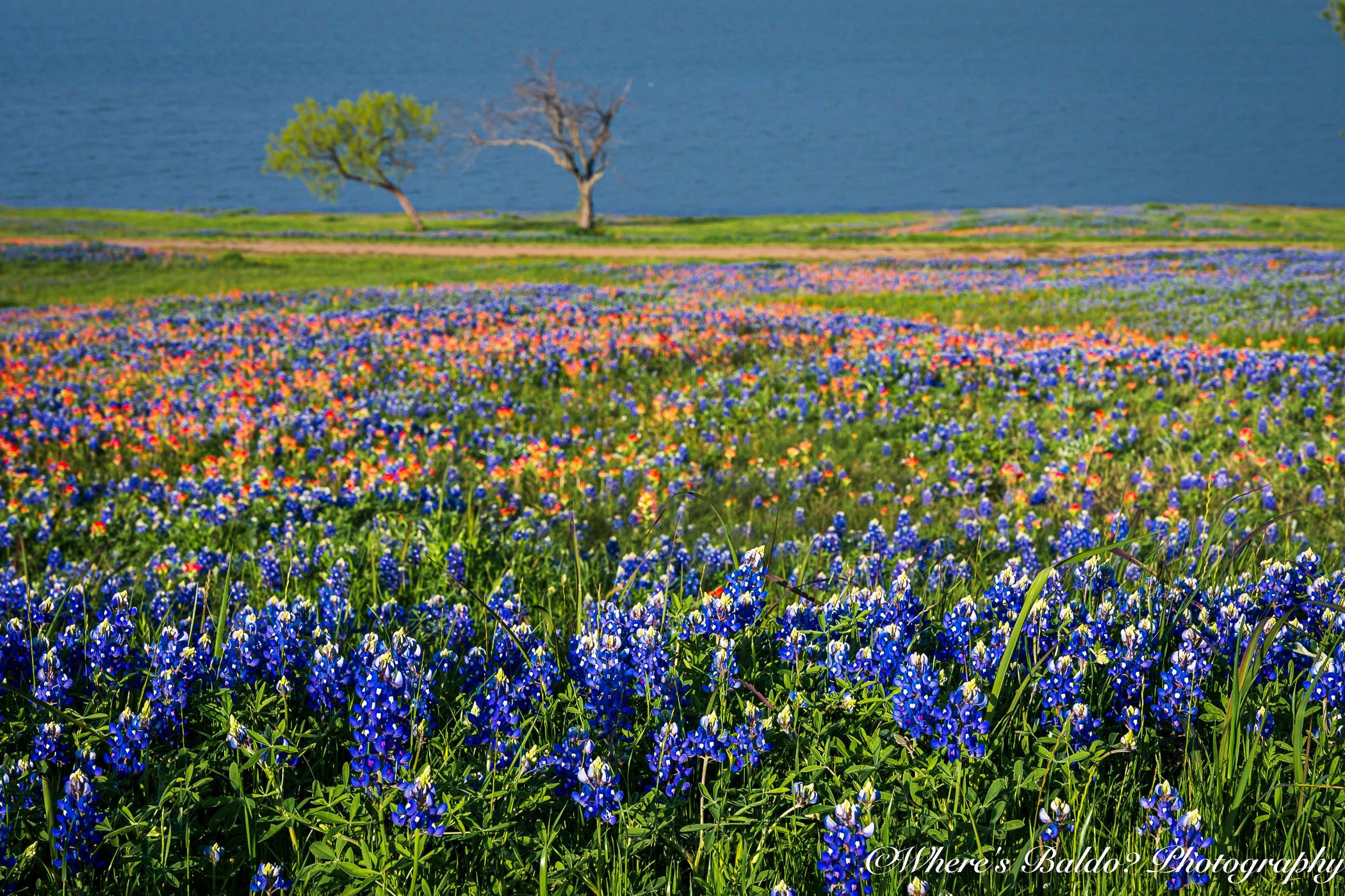 Meadow View Nature Area, USA