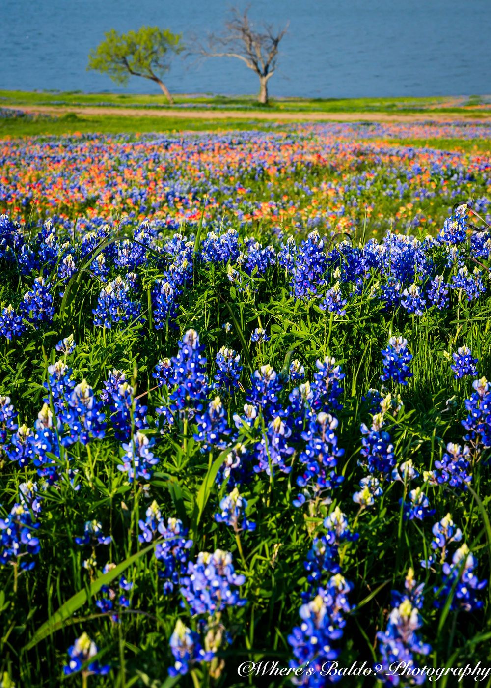 Meadow View Nature Area, USA