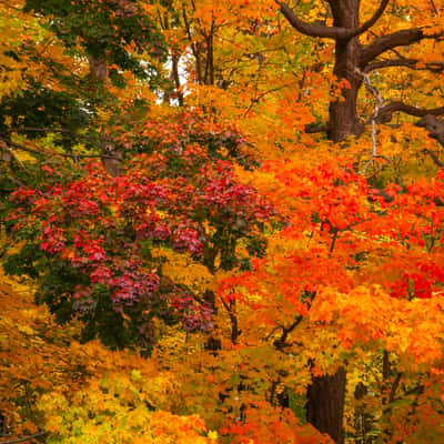 Mount Royal Park, Canada