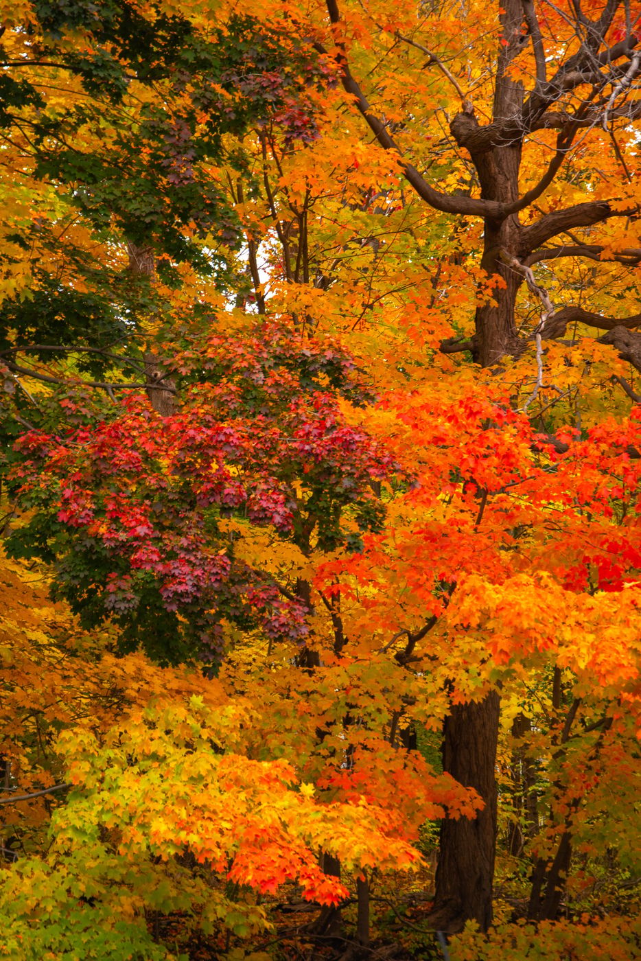 Mount Royal Park, Canada