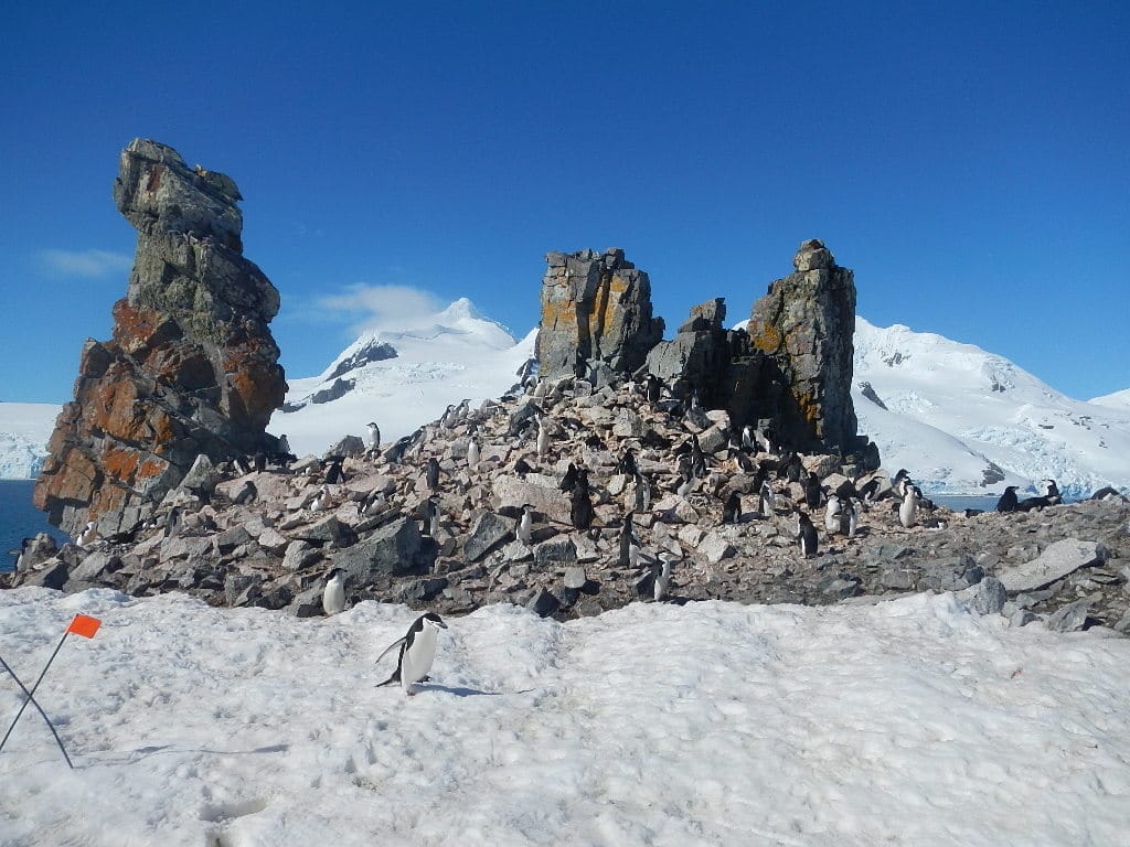 Penguins Nesting in front of Mountain Antarctica, Antarctica