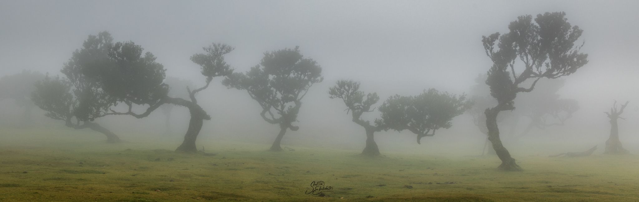 Fog Forest Fanal, Madeira, Portugal