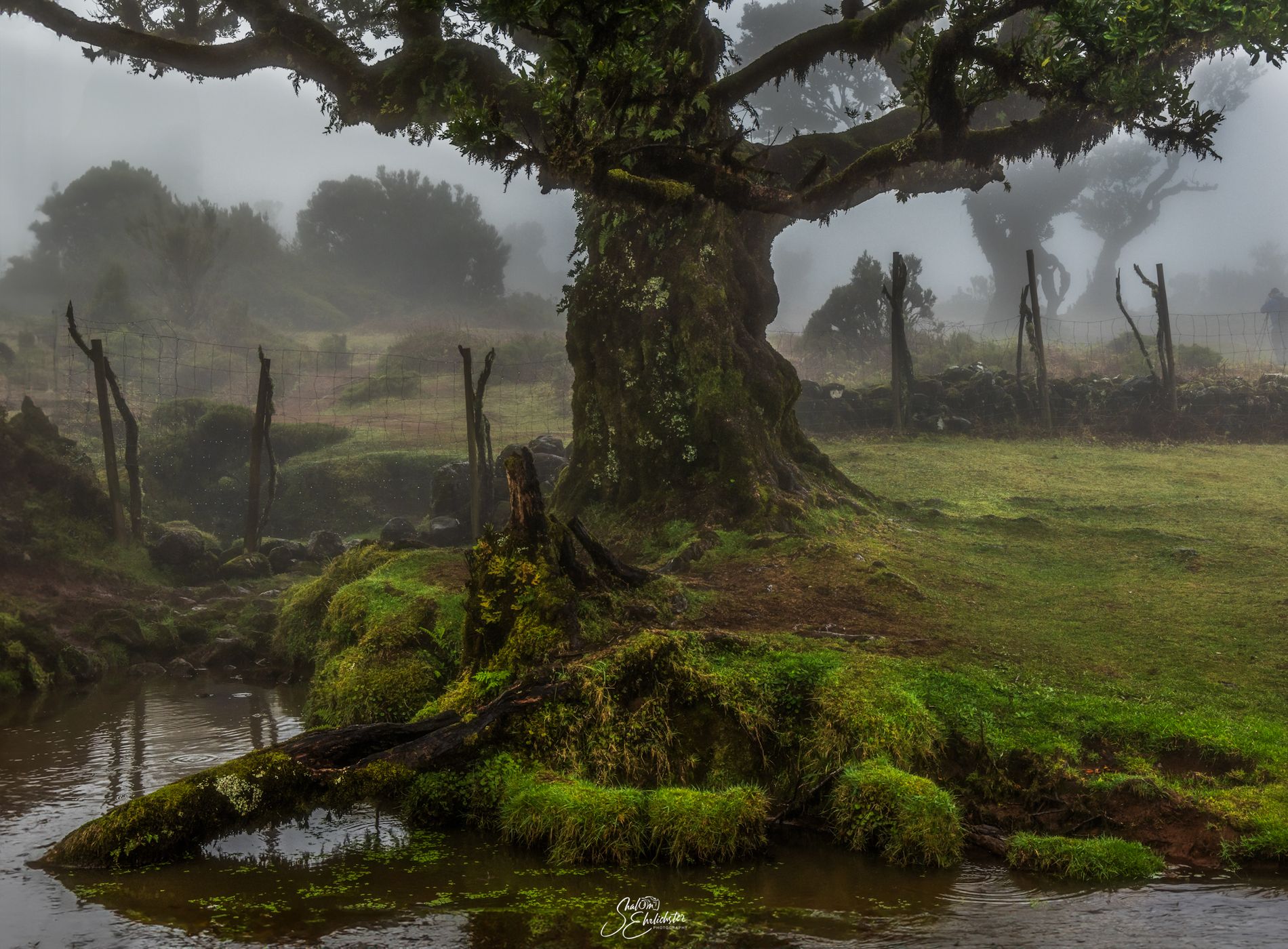 Fog Forest Fanal, Madeira, Portugal