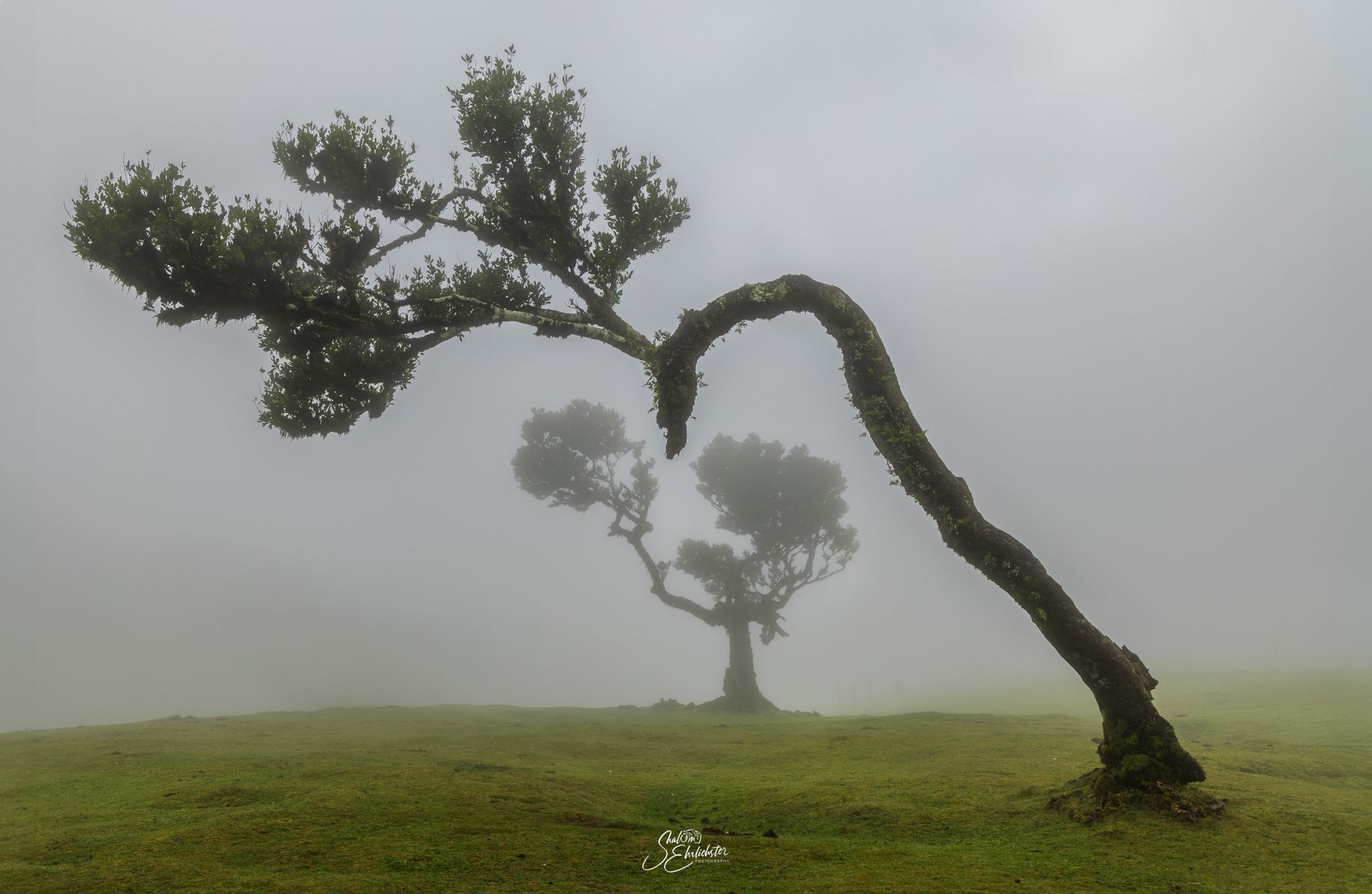 Fog Forest Fanal, Madeira, Portugal