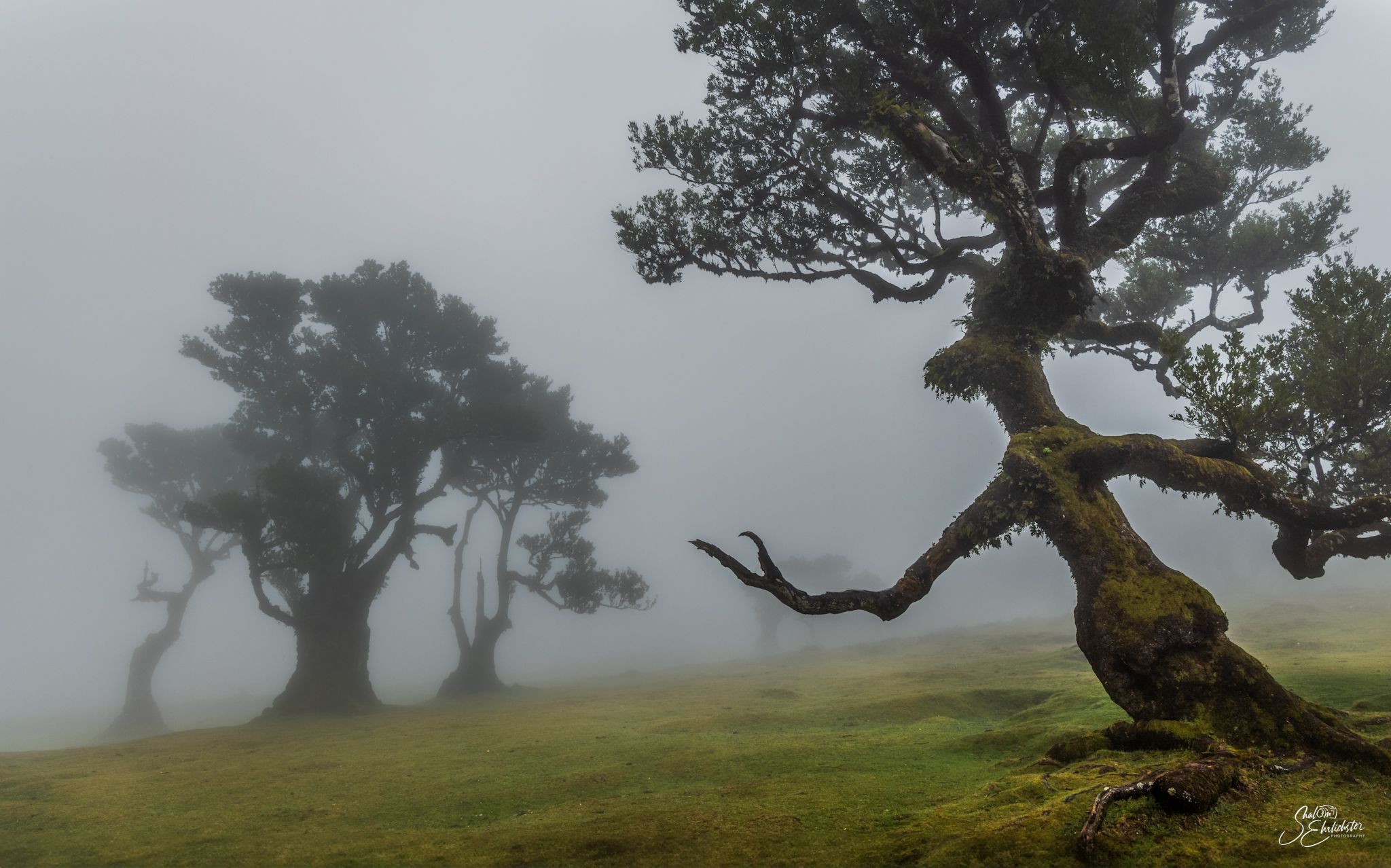 Fog Forest Fanal, Madeira, Portugal