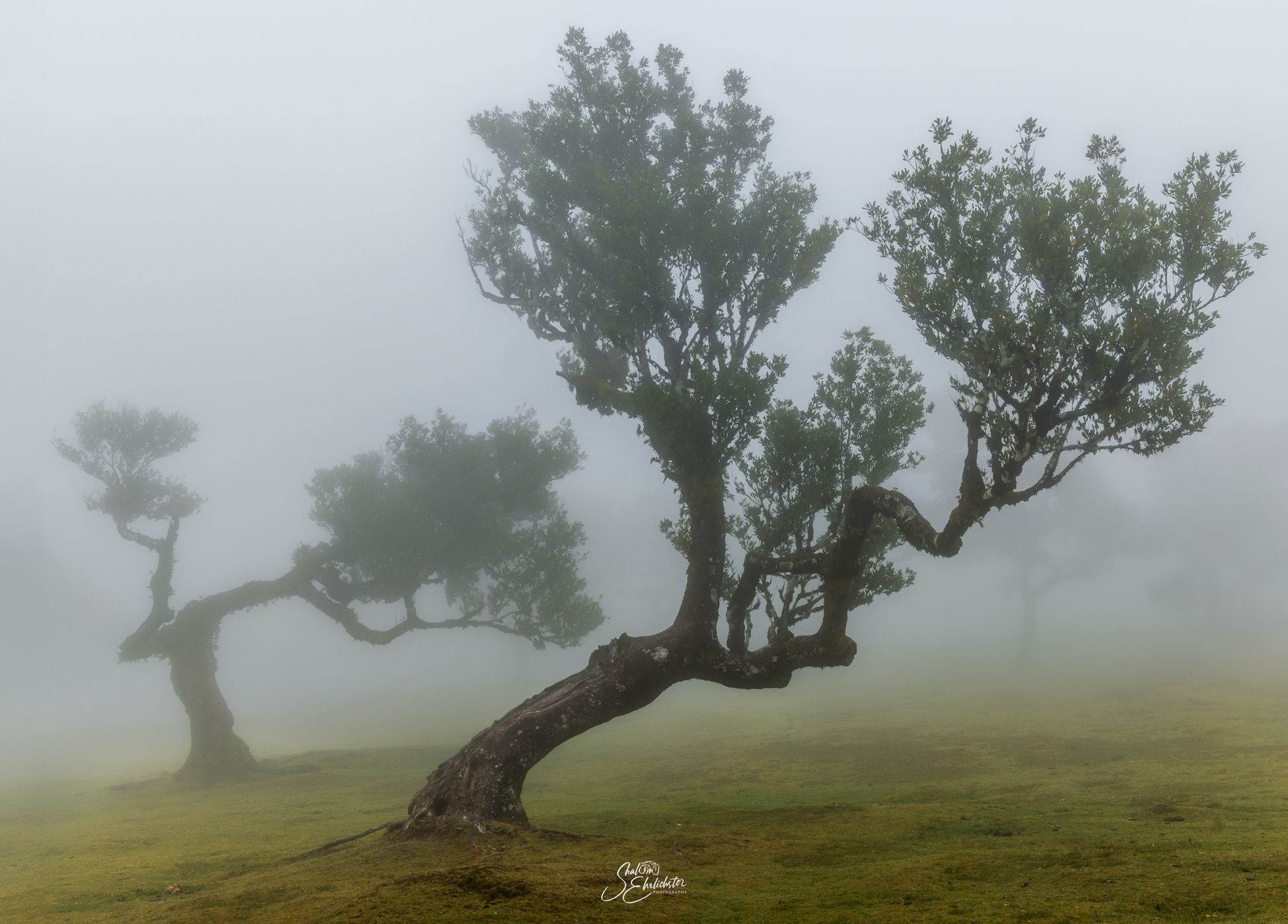 Fog Forest Fanal, Madeira, Portugal