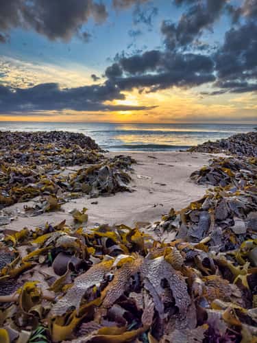 Seaweed Mountain, Warriewood Beach, Warriewood, NSW