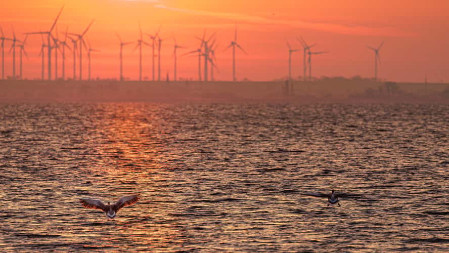 Seezugang Purbach am Neusiedlersee