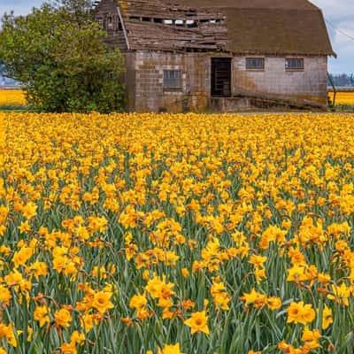 Skagit Daffodils, USA