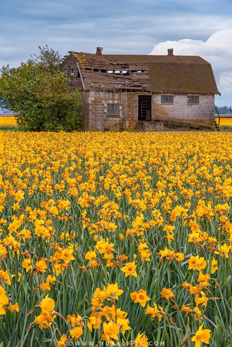 Skagit Daffodils, USA