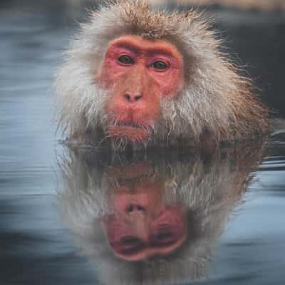 Snow Monkey Park near Nagano, Japan