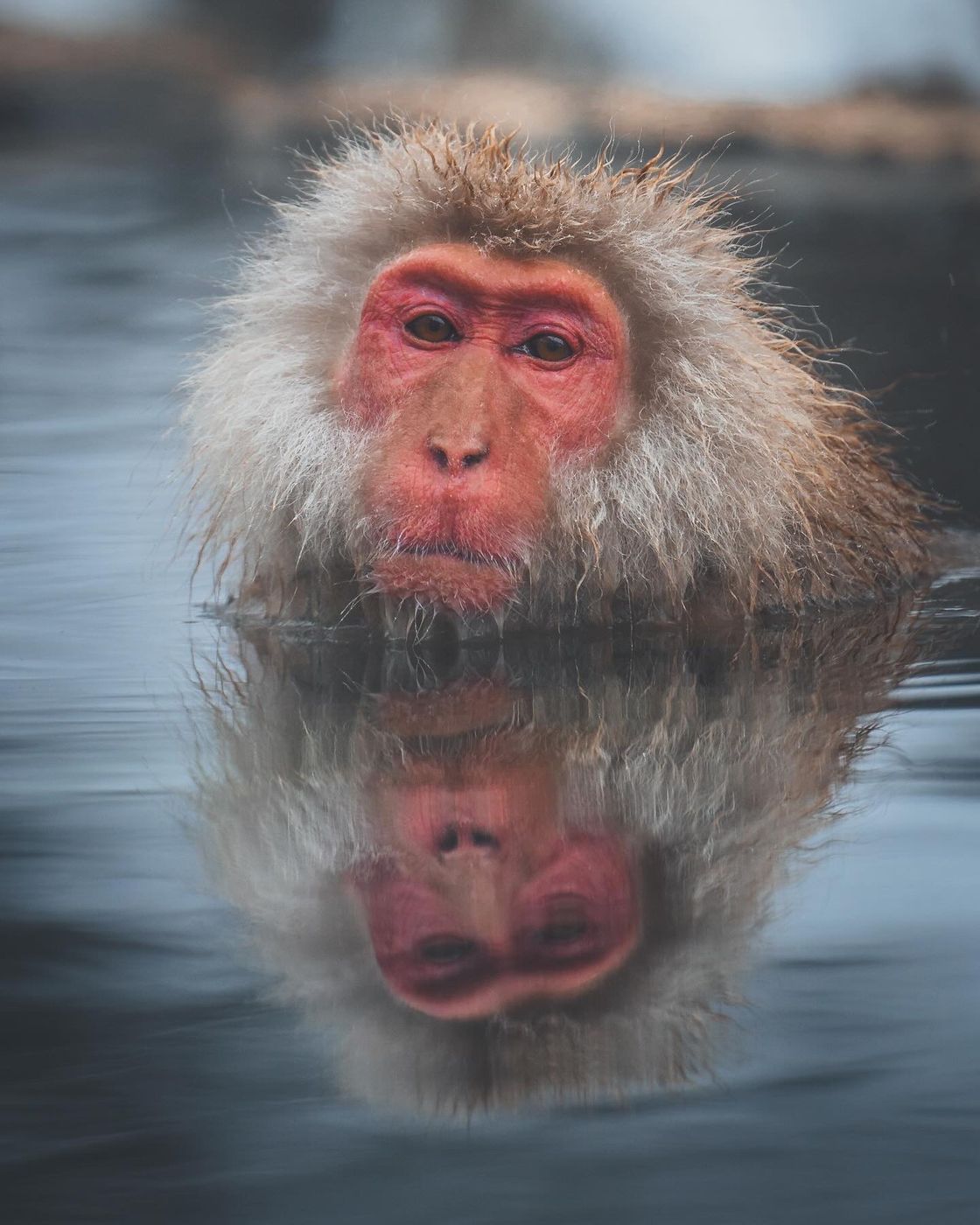 Snow Monkey Park near Nagano, Japan