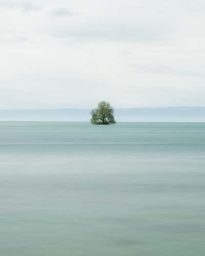 Solitary tree in Villeneuve