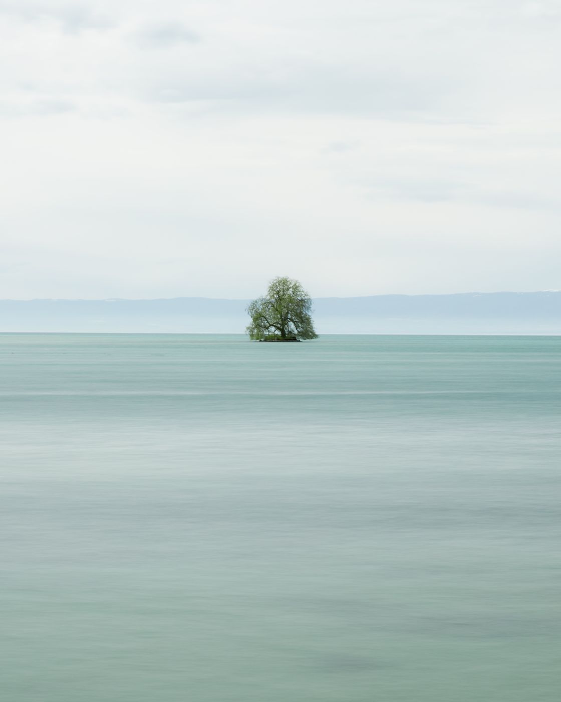 Solitary tree in Villeneuve, Switzerland
