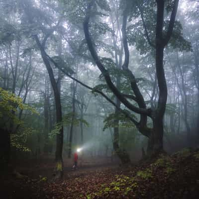 Sulovsky Hradok Forest, Slovakia (Slovak Republic)