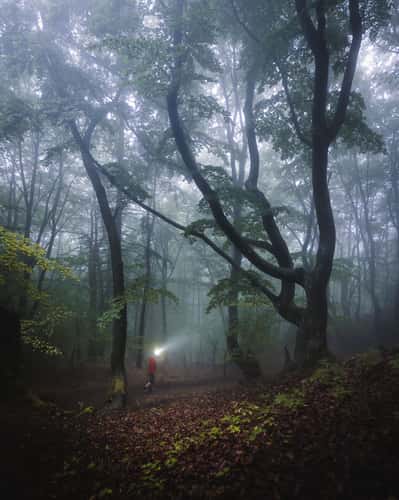 Sulovsky Hradok Forest