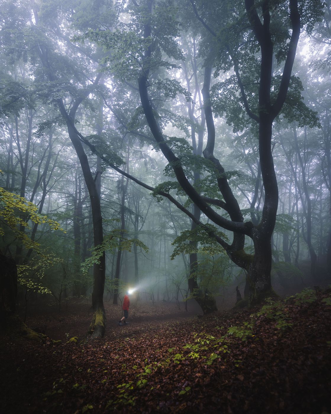 Sulovsky Hradok Forest, Slovakia (Slovak Republic)