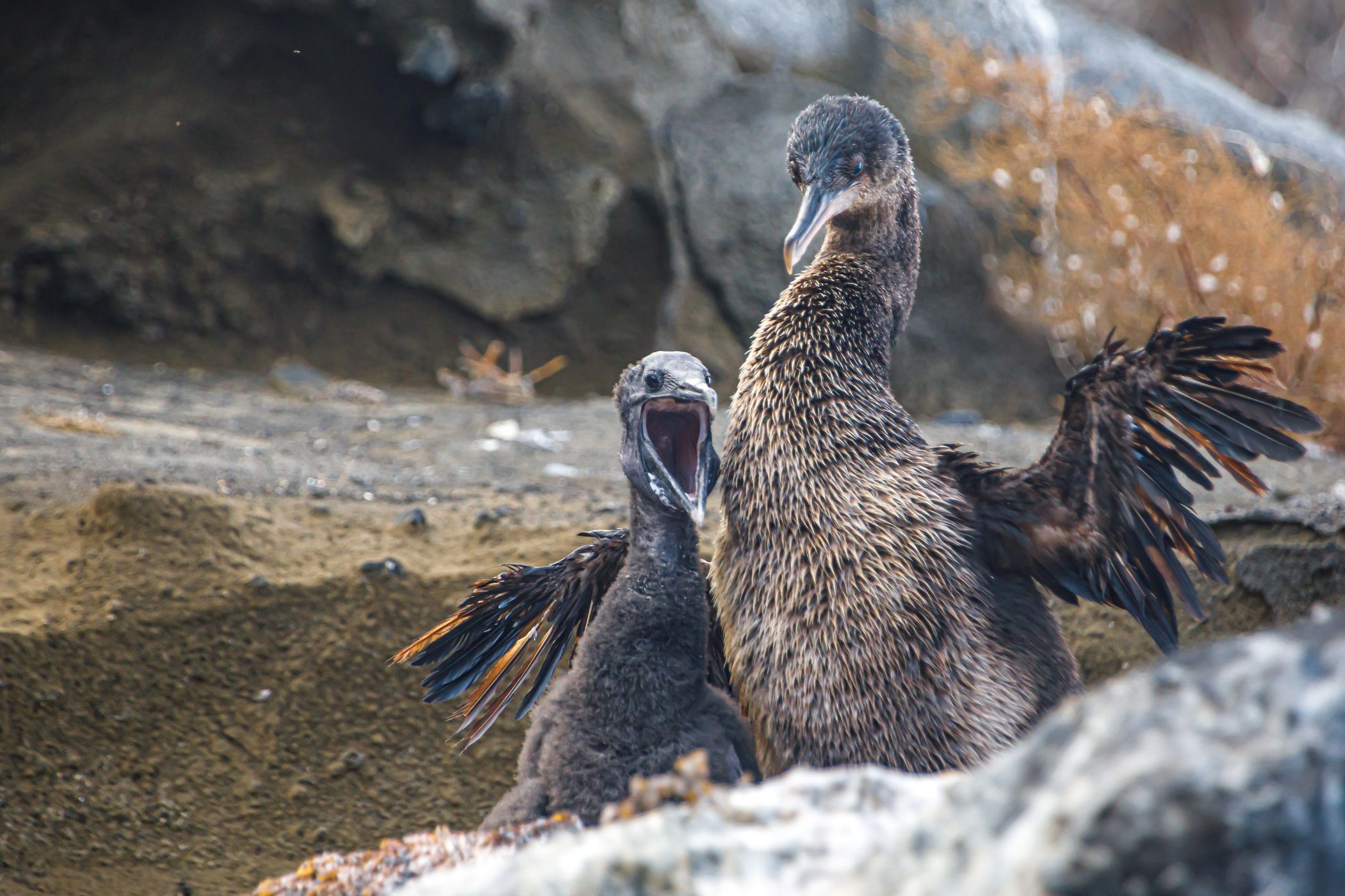 The flightless cormorant Galapagos Islands, Ecuador