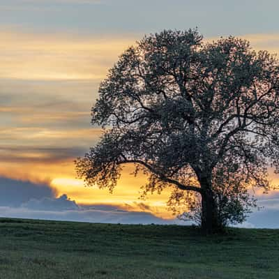 The Lonesome Tree - Mühlviertel, Austria