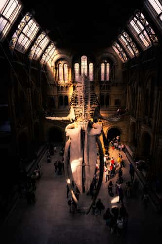 The Natural History Museum, London