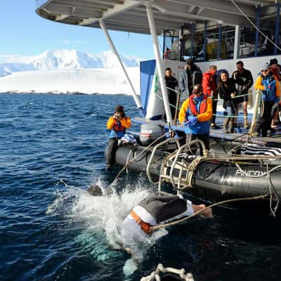 The Polar Plunge, Oren Harbour, Antartica, Antarctica