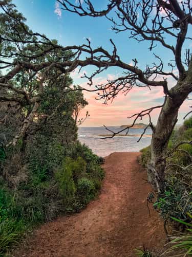 Tree on the track Mona Vale Headland, Northern Beaches, NSW