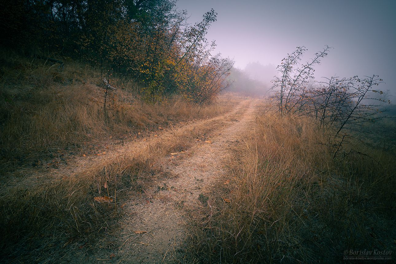 Trees, Bulgaria