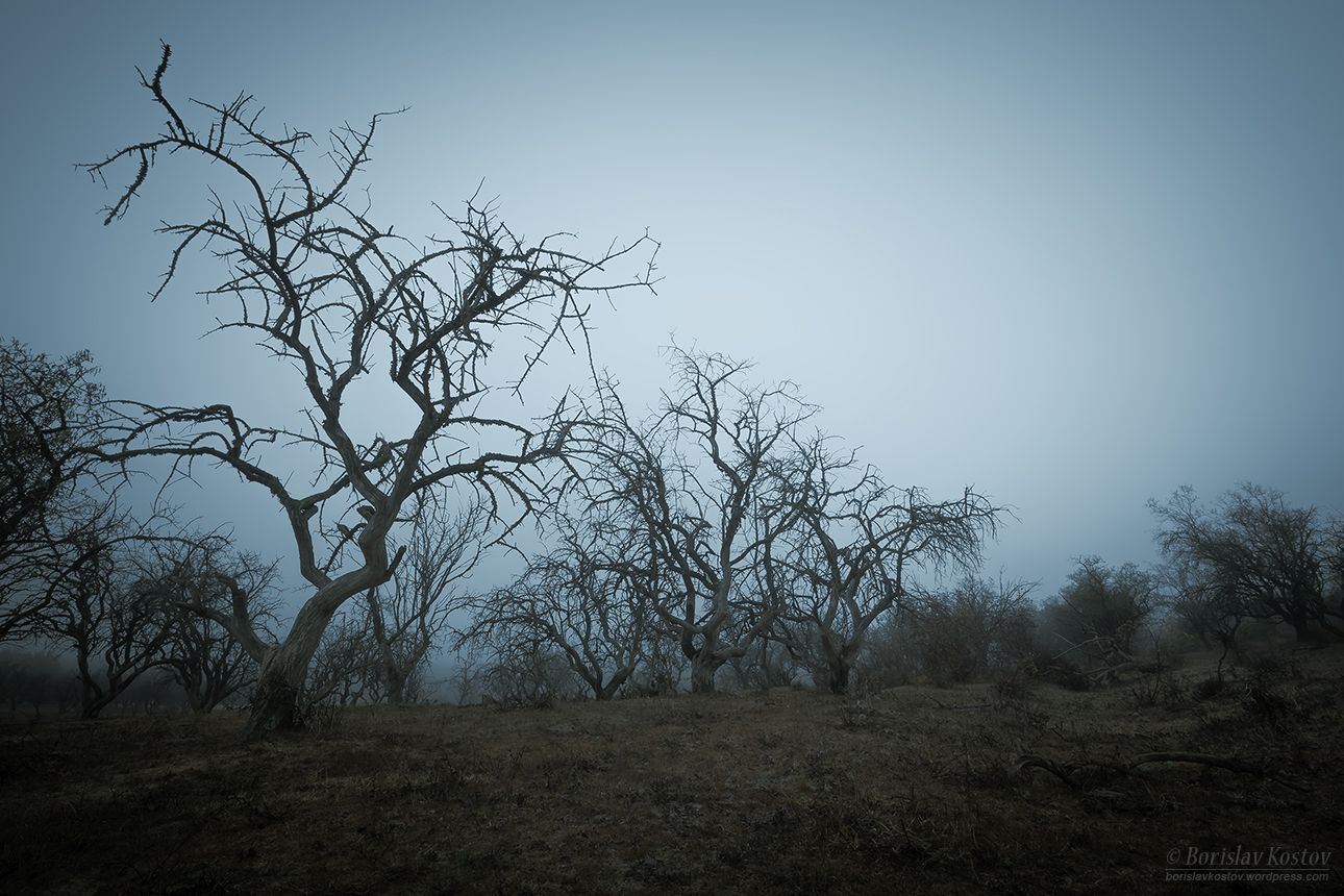 Trees, Bulgaria
